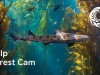 Monterey Bay Akvaryumu - Yosun Ormanı