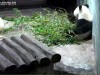Smithsonian Panda Kamerası