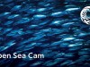 Monterey Bay Akvaryumu - Açık Deniz