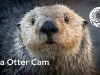 Monterey Bay Akvaryumu - Su Samuru